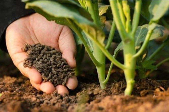 Unlock the Secret to Lush and Thriving Gardens with Organic Food Fertilizer
