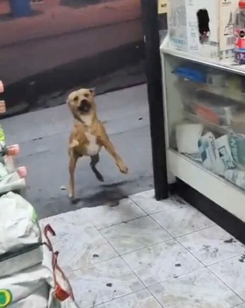 Heartwarming Encounter: Stray Pup’s Grateful Reaction To Shopkeeper’s Kind Gesture.