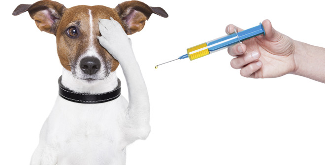 Veterinary Vaccines Market Demand Analysis, Business Opportunities, Sales Revenue, Statistics and Analysis of COVID-19 | 2027