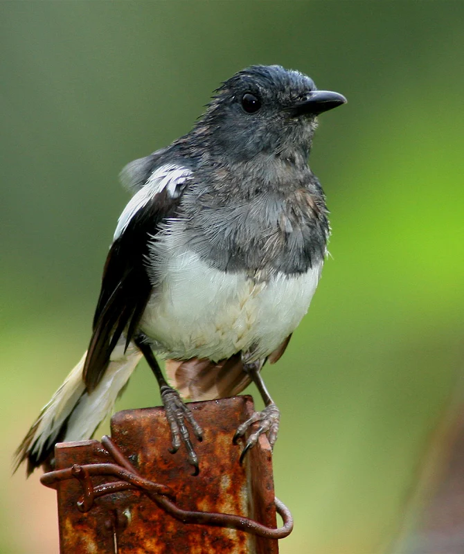 Wet Female Oriental Magpie Robin at Backyard in Raub Malaysia