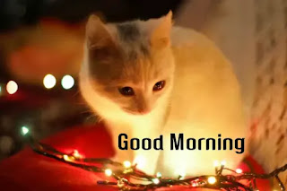 Good morning cat images