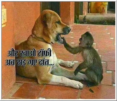 Animal love dog and monkey love whatsapp status 