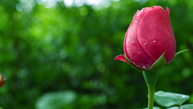 Rose-close-petal-nice-flowerrpics