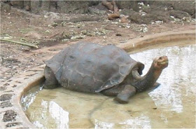 Lonesome George pictures