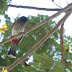 Red-winged blackbird