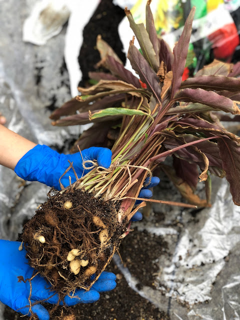 how to repot calathea