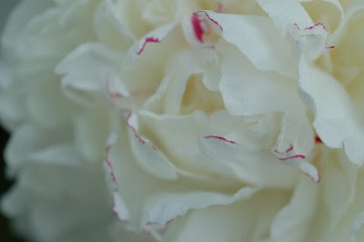 Peony pink-edged petals
