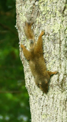 brown squirrel