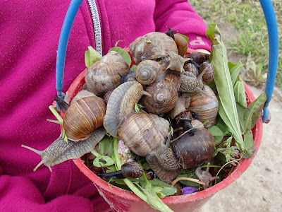 ślimak winniczek, hodowla