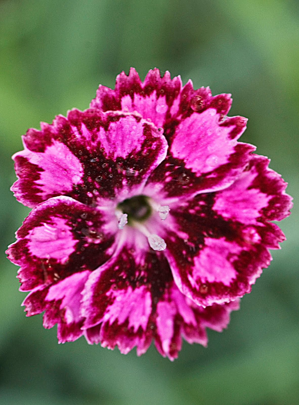 Earthworks, St. Peter, Minnesota: Perennials vs. Annuals