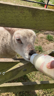 lamb being bottle fed