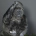 Gunakan Bahasa Isyarat, Gorila Ini Minta Manusia Jaga Kelestarian Bumi