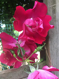 A close up photo of some pretty deep pink roses, some in bloom and some in bud.