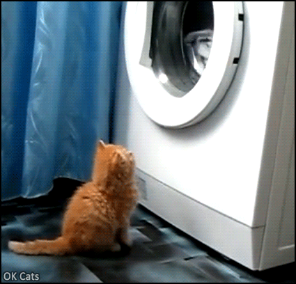 Snuzzy%20Kitten%20GIF%20%E2%80%A2%20Cute%20and%20funny%20kitty%20fascinated%20by%20the%20magic%20washing%20machine.%E2%80%9CWhere%20is%20my%20blankie%E2%80%9D%20%5Bok-cats.com%5D.gif