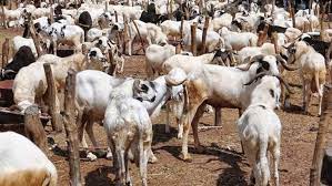 Eid-El-Kabir: Buyers Desert Katsina Ram Markets Due To Price Increase