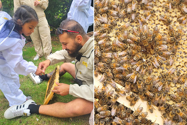 Honeybee farm in Belgium | Bees Api Brussels | Apiculture in Brussels