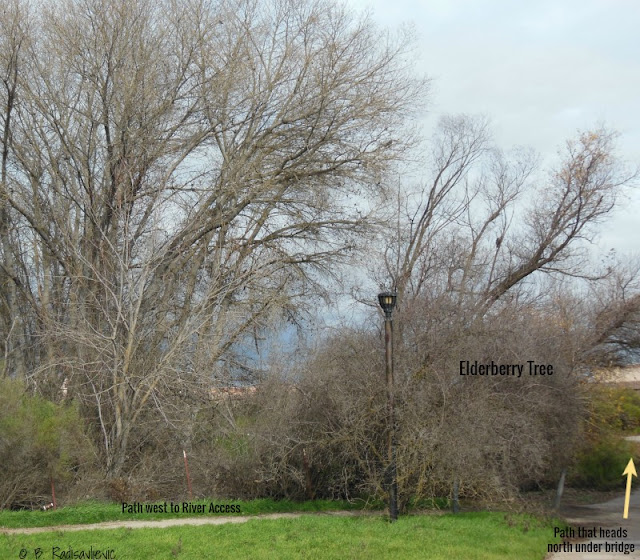 "Larry" Moore Park in Paso Robles: A Photographic Review - Trail Intersection