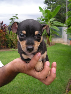 Chihuahua puppies