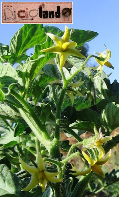 fiore Pomodoro Riciclando