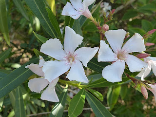 Laurier rose - Oléandre - Nerium oleander