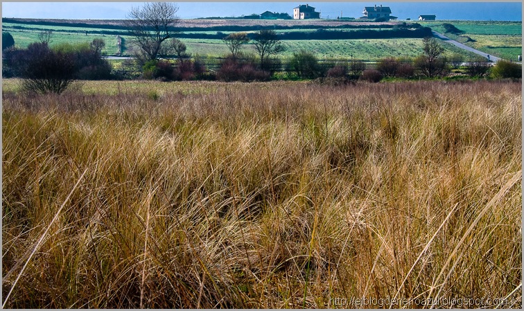 Campo 1