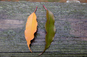 long and lean black-cherry leaves for comparison