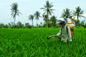 Hama Serang Puluhan Ha Lahan Pertanian 