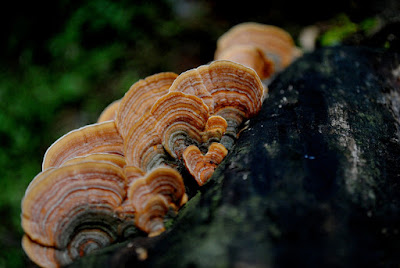 mushroom on birch tree