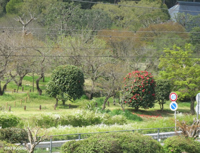 pruned shrubs