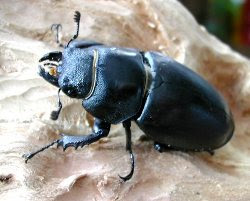 Femmina di Lucanus cervus. Foto di Andrea Mangoni.