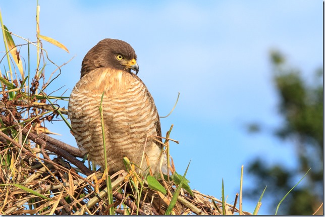Roadside_Hawk-1