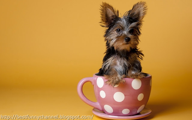 Funny dog in a cup.