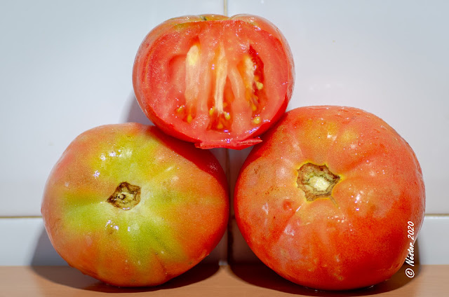 Tomates. Ribera del Iregua. La Rioja