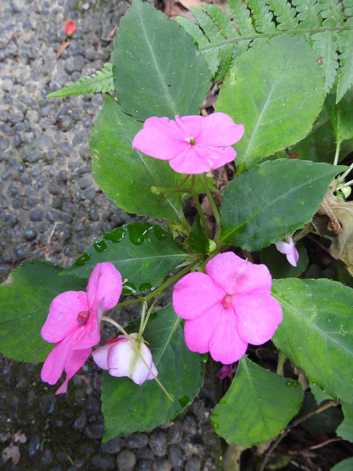 Peter S Blog 非洲鳳仙花