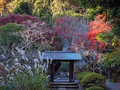 Autumn leaves: Jochi-ji