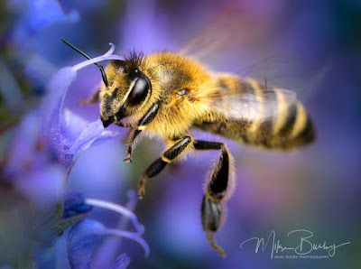 A beautiful bee in flight by Mike Busby Photography