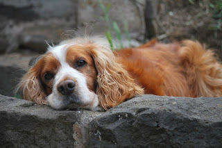 Really cute dog picture of English Cocker Spaniel