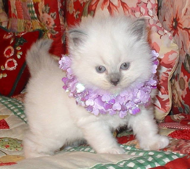  white rag doll cat with purple band photos