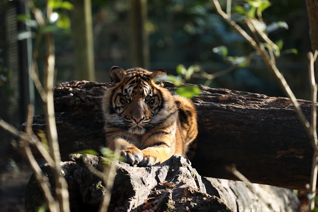 Zoo de beauval Loire Valley with children kids