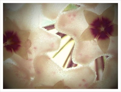 hoya vine (8)