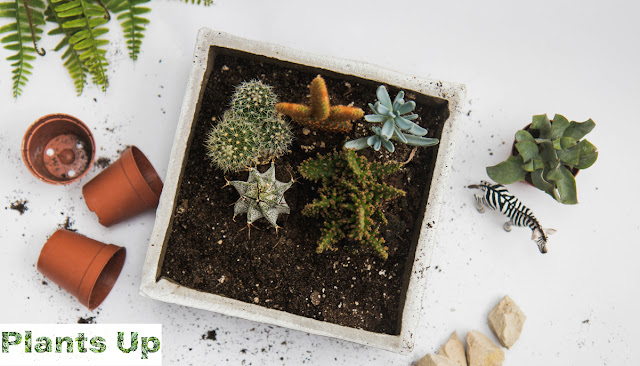 Tips for Growing Succulents: Nurturing Resilience and Beauty