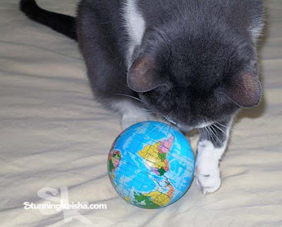 Cat World Domination Day 2022