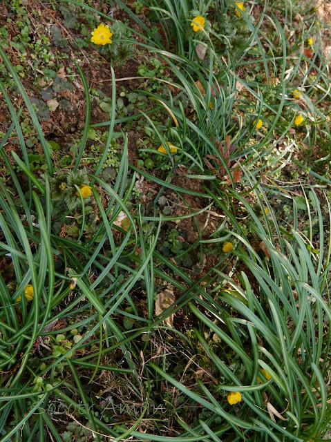 Adonis multiflola