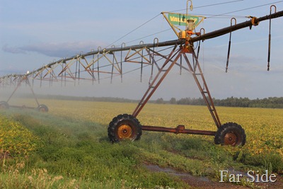 irrigator in the bean field