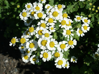 Grande camomille - Pyrèthre doré - Pyrèthre mousse - Tanacetum parthenium