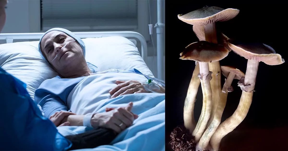 Canada To Allow Magic Mushrooms To Be Used By Terminally Ill Patients Opening The Door For Further Research Using The Drug