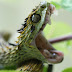 (Atheris hispida)