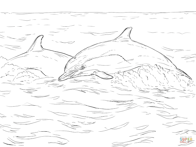 Click The Short Beaked Mon Dolphin Coloring Pages To View Printable  Version Or Color It Online Patible With Ipad And Android Tablets