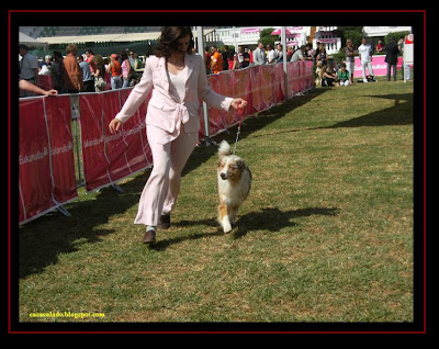 australian shepherd in Lisbon dog show