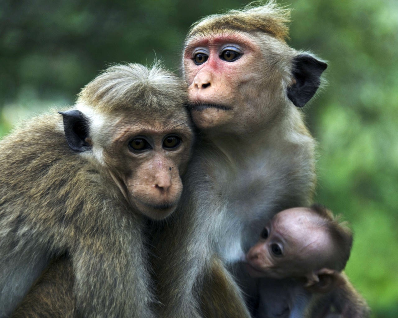 Gambar Monyet